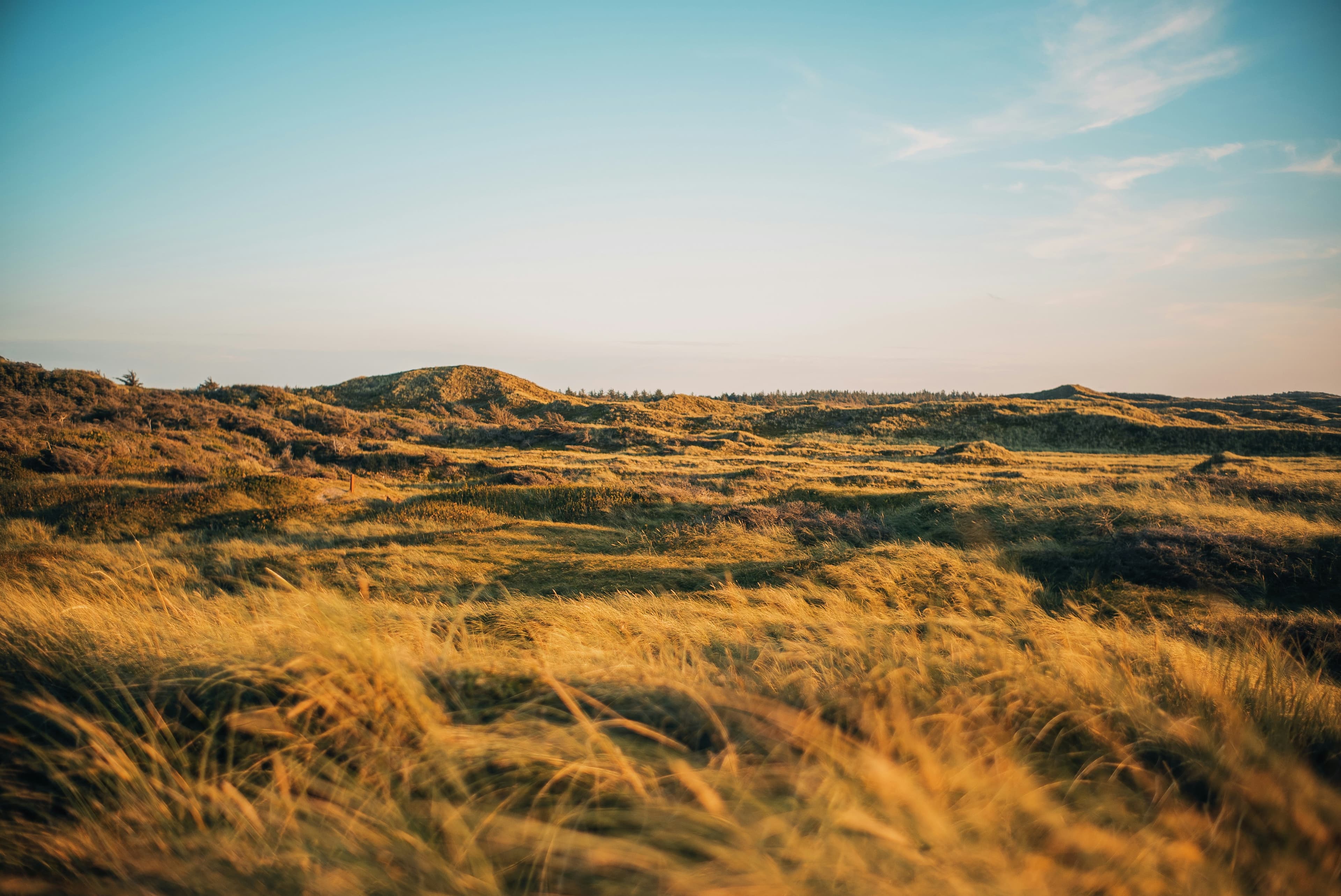 שדה דשא מוזהב באור שקיעה חמים